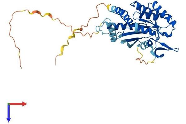 Septin 3 Protein (SEPT3) (AA 1-358) (His tag)