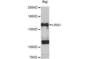 Western blot analysis of extracts of Raji cells, using LRIG1 Antibody (ABIN5998148) at 1:3000 dilution. (Lrig1 Antikörper)