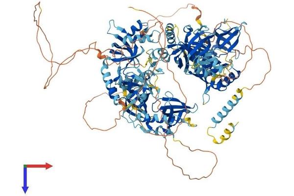 TDRD1 Protein (AA 1-1172) (His tag)