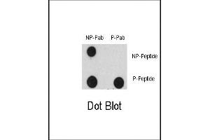 Dot blot analysis of Phospho-EGFR- Antibody (ABIN389764 and ABIN2839686) and EGFR Non Phospho-specific Pab on nitrocellulose membrane. (EGFR Antikörper  (pTyr1125))