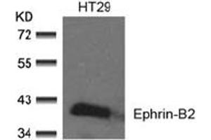 Image no. 2 for anti-Ephrin B2 (EFNB2) (AA 328-332) antibody (ABIN197419) (Ephrin B2 Antikörper  (AA 328-332))