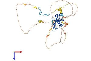 CLNK Protein (AA 1-435) (His tag)