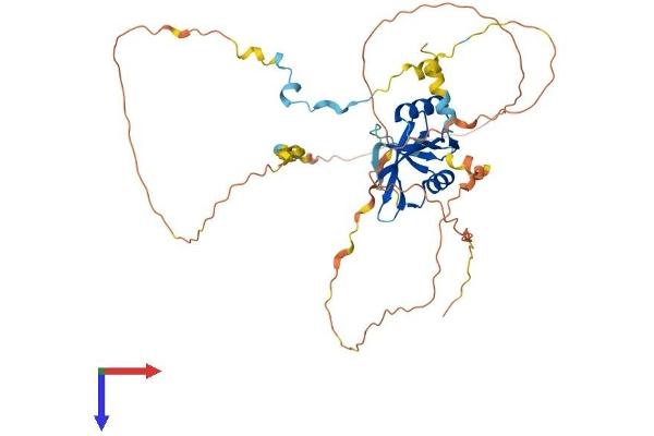 CLNK Protein (AA 1-435) (His tag)
