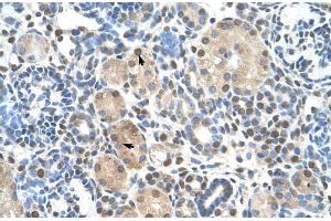 Human kidney; ZNF274 antibody - N-terminal region in Human kidney cells using Immunohistochemistry