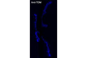 Immunofluorescence (IF) image for anti-tdTomato Fluorescent Protein (tdTomato) antibody (DyLight 405) (ABIN7273111) (tdTomato Antikörper  (DyLight 405))