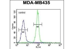 CASP3 Antibody (C-term) (ABIN655271 and ABIN2844863) flow cytometric analysis of MDA-M cells (right histogram) compared to a negative control cell (left histogram). (Caspase 3 Antikörper  (C-Term))