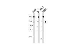 Western Blot at 1:2000 dilution Lane 1: Hela whole cell lysate Lane 2: SK-BR-3 whole cell lysate Lane 3: K562 whole cell lysate Lysates/proteins at 20 ug per lane. (SLC16A13 Antikörper  (C-Term))