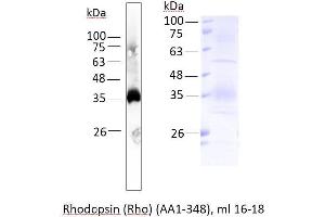 Image no. 2 for Rho-related GTP-binding protein (RhO (pan)) (AA 1-348) protein (ABIN3112144) (Rho-related GTP-binding protein Protein (RhO (pan)) (AA 1-348))