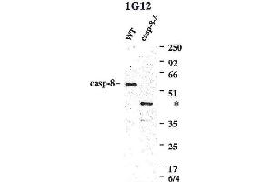 Western blot using anti-Caspase-8 (mouse), mAb (1G12)  detecting endogenous caspase-8 in MEFs from WT mice, but not in MEFs from caspase-8-/- mice. (Caspase 8 Antikörper)