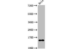 Western Blot Positive WB detected in Hela whole cell lysate treated by 15 mM sodium butyrate for 30 min All lanes Acetyl-Histone H2B type 1-B(K20)antibody at 0. (Rekombinanter HIST1H2BB Antikörper  (acLys20))