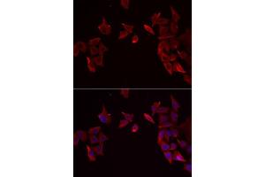 Immunofluorescence analysis of MCF7 cells using RAMP3 antibody. (RAMP3 Antikörper  (AA 1-118))