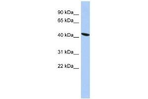 Western Blot showing ZNF71 antibody used at a concentration of 1. (ZNF71 Antikörper  (Middle Region))