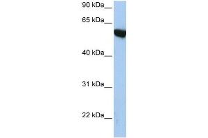 APBA3 antibody (70R-10533) used at 1.