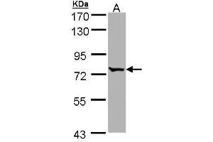 WB Image Sample (30 ug of whole cell lysate) A: Hep G2 , 7. (BBS10 Antikörper)