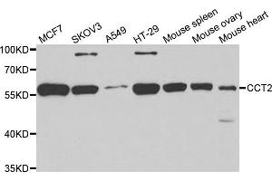 Western blot analysis of extracts of various cell lines, using CCT2 antibody.