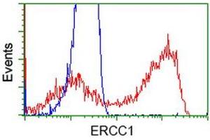 HEK293T cells transfected with either RC200478 overexpress plasmid (Red) or empty vector control plasmid (Blue) were immunostained by anti-ERCC1 antibody (ABIN2453000), and then analyzed by flow cytometry. (ERCC1 Antikörper)
