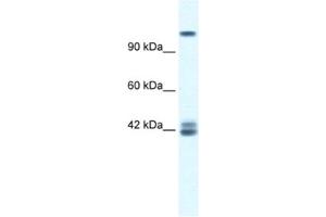 Western Blotting (WB) image for anti-Glutamate Receptor, Ionotropic, N-Methyl D-Aspartate 2c (GRIN2C) antibody (ABIN2461089) (GRIN2C Antikörper)