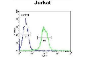 T150A Antibody (Center) flow cytometric analysis of Jurkat cells (right histogram) compared to a negative control cell (left histogram). (TMEM150A Antikörper  (Middle Region))