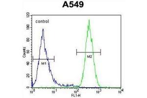 Flow cytometric analysis of A549 cells using Neugrin Antibody (C-term) Cat. (NGRN Antikörper  (C-Term))