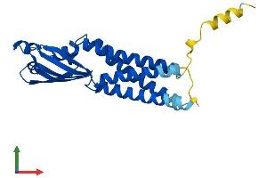 AlphaFold protein structure predicition of Human Recombinant CLRN1 Protein, UniprotID P58418