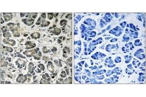 Immunohistochemistry analysis of paraffin-embedded human pancreas tissue, using NDUFA8 Antibody.
