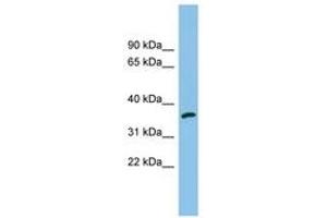 Image no. 1 for anti-Aldo-keto Reductase Family 1, Member C2 (AKR1C2) (AA 35-84) antibody (ABIN6745037) (AKR1C2 Antikörper  (AA 35-84))