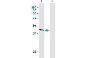 Western Blot analysis of HFE expression in transfected 293T cell line by HFE MaxPab polyclonal antibody. (HFE Antikörper  (AA 1-348))