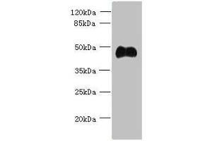 Western blot All lanes: ABI3 antibody at 5 μg/mL + Mouse heart tissue Secondary Goat polyclonal to rabbit IgG at 1/10000 dilution Predicted band size: 40, 39 kDa Observed band size: 40 kDa