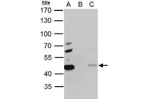 IP Image EBP1 antibody immunoprecipitates EBP1 protein in IP experiments. (PA2G4 Antikörper)