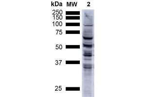 Western Blotting (WB) image for anti-Nitrotyrosine antibody (PE) (ABIN2486197)