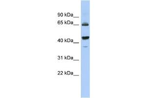 WB Suggested Anti-PDE12 Antibody Titration: 0. (PDE12 Antikörper  (Middle Region))