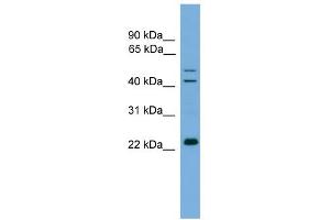 WB Suggested Anti-CHP Antibody Titration: 0. (CHP Antikörper  (N-Term))