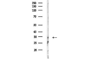 Western blot analysis of lysates from MDA-MB-231 cells(heat-shock,45 min treatment), using OR9Q1 Antibody at 1/1000 dilution.