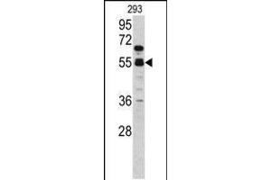 Western blot analysis of F10 antibody in 293 cell line lysates (35ug/lane)