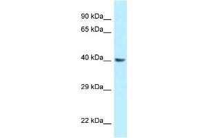 WB Suggested Anti-Gnaq Antibody Titration: 1. (GNAQ Antikörper  (Middle Region))