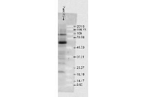 Western blot analysis of Mouse Pam212 cells showing detection of HSP70 protein using Rabbit Anti-HSP70 Polyclonal Antibody . (HSP70 Antikörper  (Atto 390))