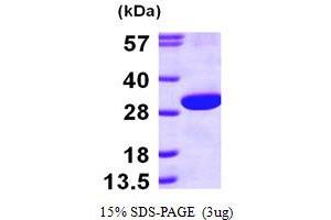 SDS-PAGE (SDS) image for Enoyl CoA Hydratase, Short Chain, 1, Mitochondrial (ECHS1) (AA 28-290) protein (His tag) (ABIN667205) (ECHS1 Protein (AA 28-290) (His tag))