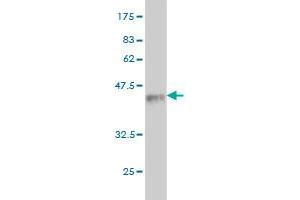 Western Blot detection against Immunogen (37. (DNER Antikörper  (AA 368-476))