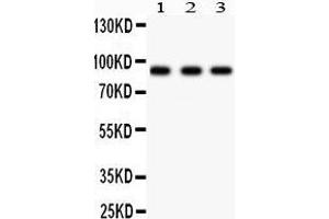 Anti- Periostin antibody,  Western blotting All lanes: Anti Periostin () at 0. (Periostin Antikörper  (N-Term))