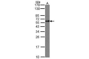 WB Image Sample(30 μg of whole cell lysate) A: Raji 12% SDS PAGE antibody diluted at 1:500