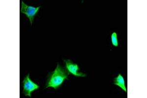 Immunofluorescence (IF) image for anti-Valosin Containing Protein (VCP) antibody (ABIN7127867)