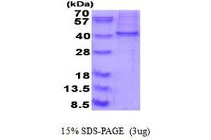 SDS-PAGE (SDS) image for RNA-binding protein Raly (RALY) (AA 1-306) protein (His tag) (ABIN5853907) (Raly Protein (AA 1-306) (His tag))