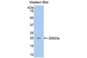 Western Blotting (WB) image for anti-Cyclophilin B (PPIB) (AA 47-216) antibody (ABIN1172621) (PPIB Antikörper  (AA 47-216))