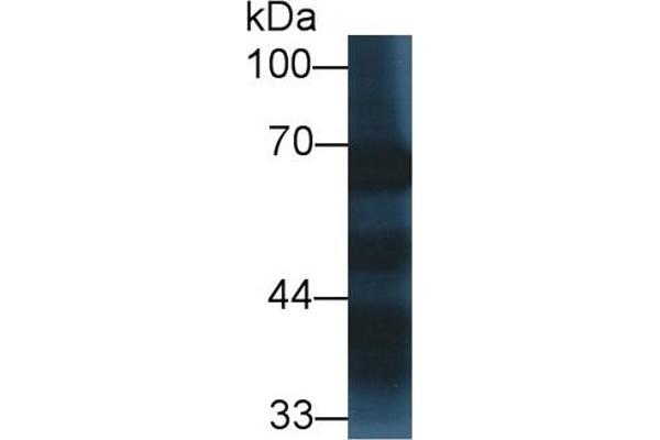 SYT1 antibody  (AA 136-422)
