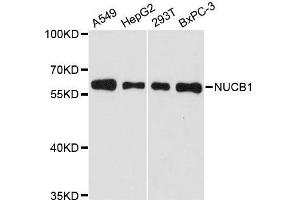 Western blot analysis of extracts of various cell lines, using NUCB1 antibody. (Nucleobindin 1 Antikörper  (AA 302-461))
