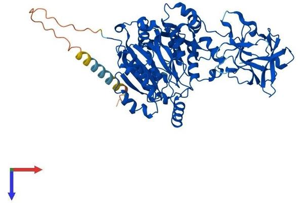 GALNT4 Protein (AA 1-578) (His tag)