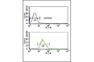 ITPKC Antibody (N-term) (ABIN653274 and ABIN2842790) flow cytometric analysis of CEM cells (bottom histogram) compared to a negative control cell (top histogram). (ITPKC Antikörper  (N-Term))