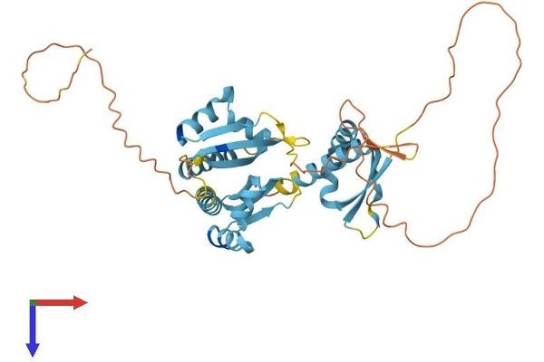 PCBP3 Protein (AA 1-371) (His tag)