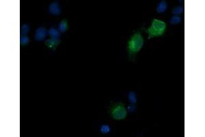 Immunofluorescence (IF) image for anti-T-cell surface glycoprotein CD1c (CD1C) antibody (ABIN2670660) (CD1c Antikörper)