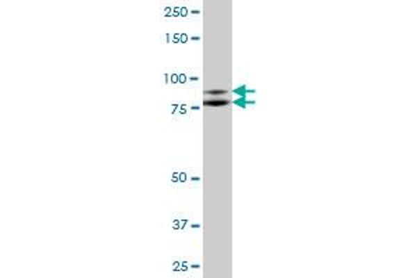 Interleukin enhancer-binding factor 3 (ILF3) (AA 1-702) Antikörper